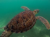 Plage aux Tortues